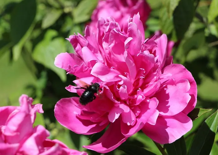 Chateau Des Briottieres Ξενοδοχείο 4*